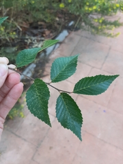 Ulmus pumila