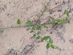 Solanum africanum