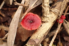 Cruentomycena viscidocruenta