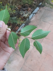 Ulmus pumila