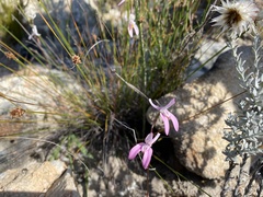 Disa bifida