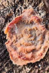 Merulius tremellosus