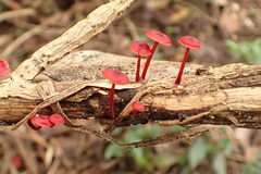 Cruentomycena viscidocruenta
