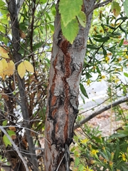 Ulmus pumila