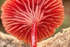 Cruentomycena viscidocruenta