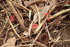 Cruentomycena viscidocruenta
