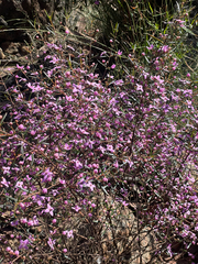 Boronia ledifolia