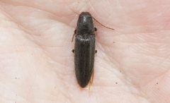 Melanotus longulus