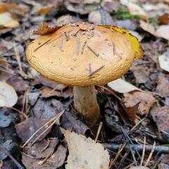 Cortinarius triumphans