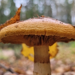 Cortinarius triumphans