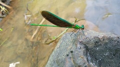 Neurobasis chinensis