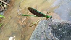 Neurobasis chinensis