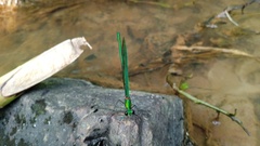 Neurobasis chinensis