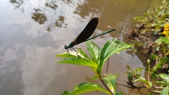 Neurobasis chinensis