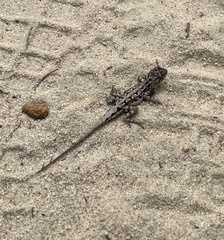 Ctenophorus adelaidensis