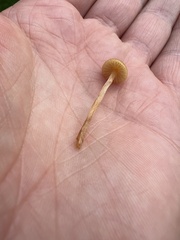 Galerina graminea