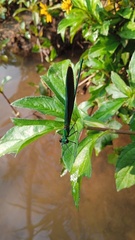 Neurobasis chinensis