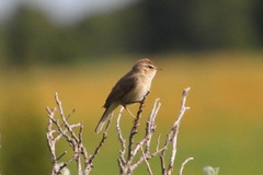 Phylloscopus fuscatus