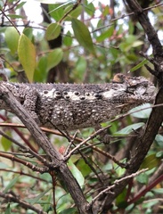 Bradypodion ventrale