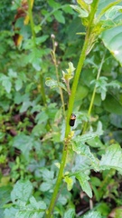 Phymatostetha deschampsi
