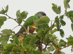 Poicephalus senegalus