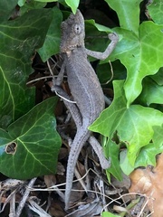 Bradypodion ventrale