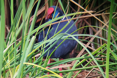 Porphyrio porphyrio