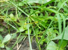 Agriocnemis kalinga