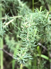 Cassinia aculeata