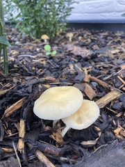 Agrocybe putaminum
