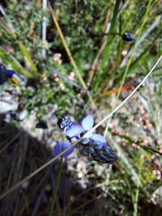 Comesperma calymega
