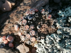 Conophytum truncatum