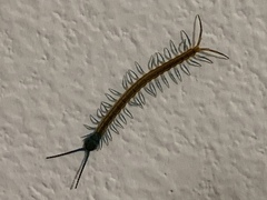 Scolopendra subspinipes