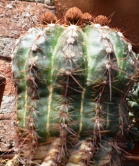 Parodia ottonis