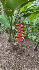 Heliconia rostrata