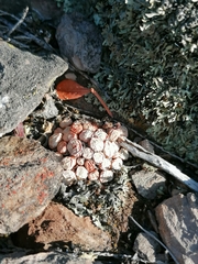 Conophytum truncatum