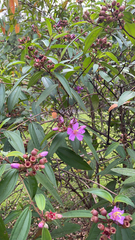 Melastoma malabathricum