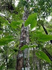 Philodendron jacquinii