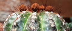 Parodia ottonis