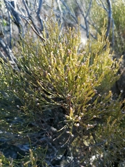 Dicerothamnus rhinocerotis