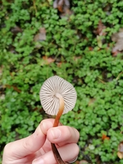 Mycena crocata