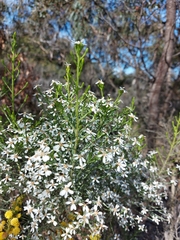 Olearia ramulosa