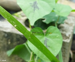 Agriocnemis kalinga