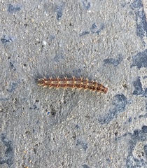 Vanessa virginiensis