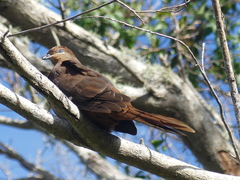 Macropygia phasianella