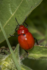 Leptinotarsa rubiginosa