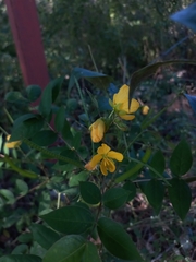 Senna occidentalis