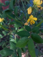 Senna occidentalis