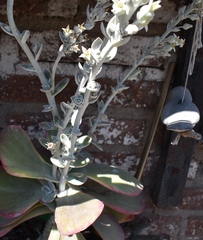 Kalanchoe luciae