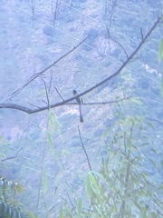 Dendrocitta formosae